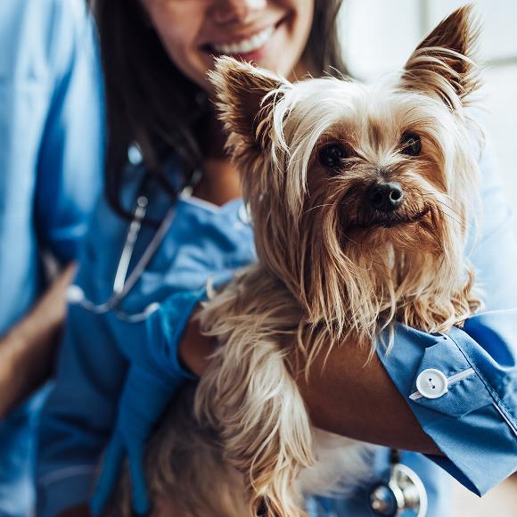 Veterinarian holding small fluffy dog