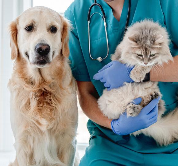 Golden retriever sitting next to veterinarian holding grey fluffy cat