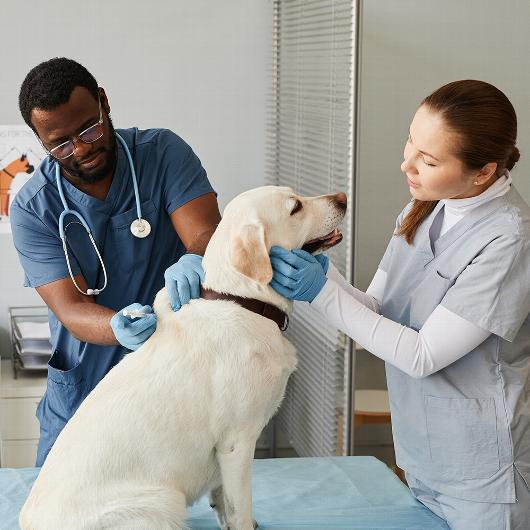 Veterinarian and assistant applying injection to golden Labrador