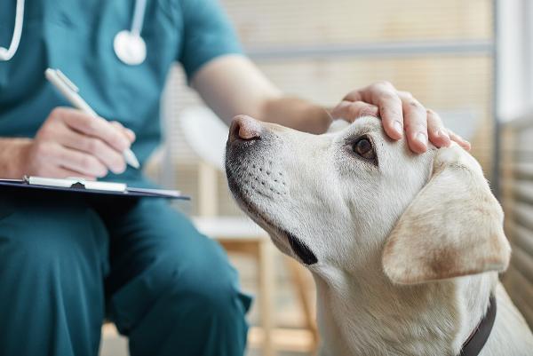 Vet with hand on head of golden Labrador 